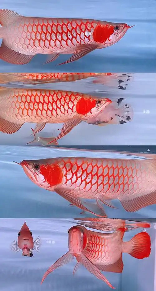 ?32cm的白玉紅龍魚(yú)小魚(yú):32cm的白玉紅龍魚(yú)小魚(yú)是一種非常珍稀的觀賞品種 ?32cm的白玉紅龍魚(yú)小魚(yú):32cm的白玉紅龍魚(yú)小魚(yú)是一種非常珍稀的觀賞品種
